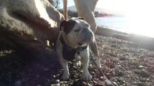 Brutus - English Bulldog
